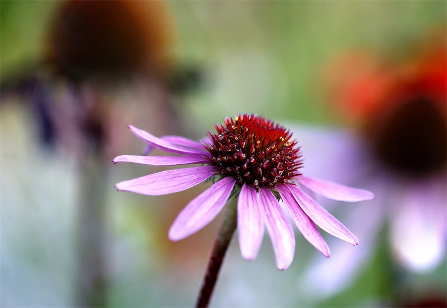 Närbild på rosa blomma. 