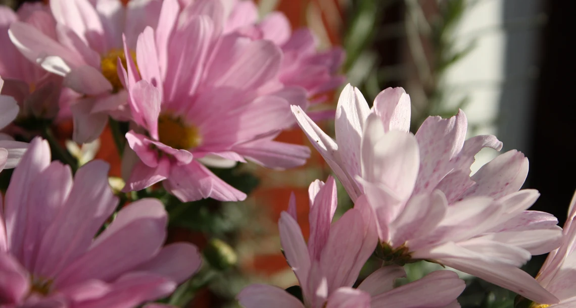 Aster