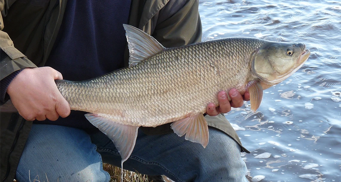 Bild på fisken asp