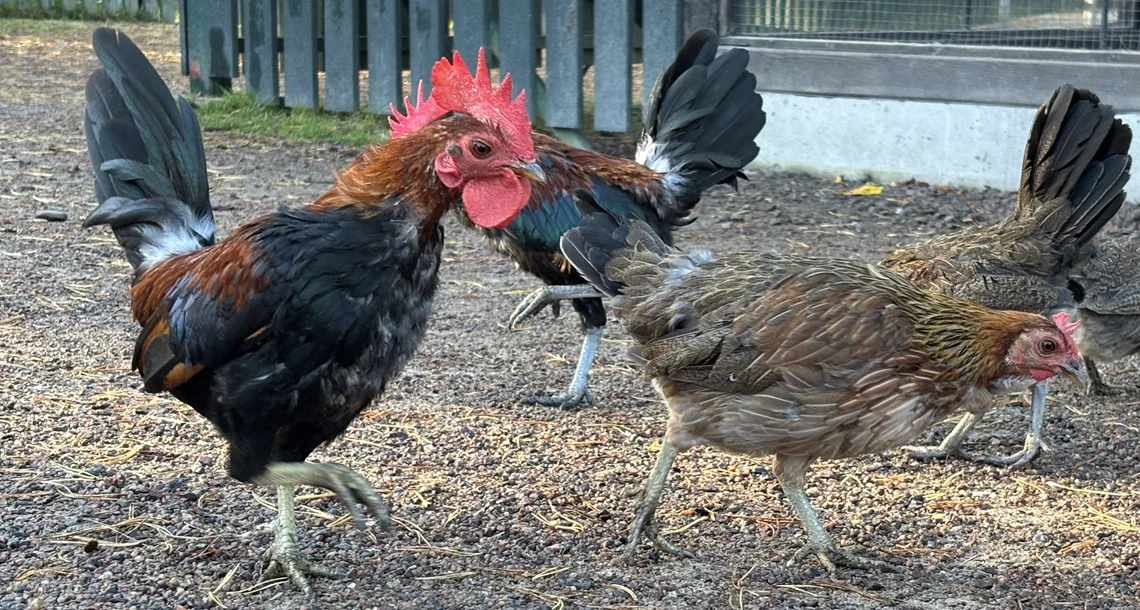 Människor på uteservering 