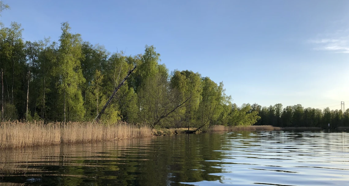 Lövskog sett från vattnet
