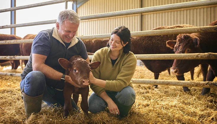 Två personer klappar en kalv.