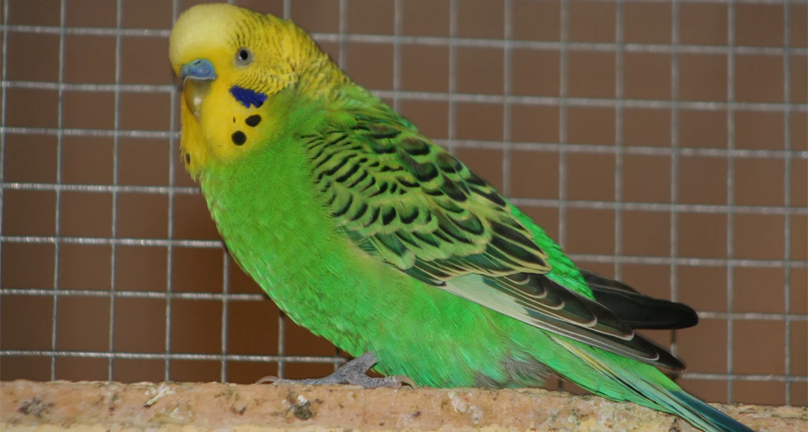 Människor på uteservering 