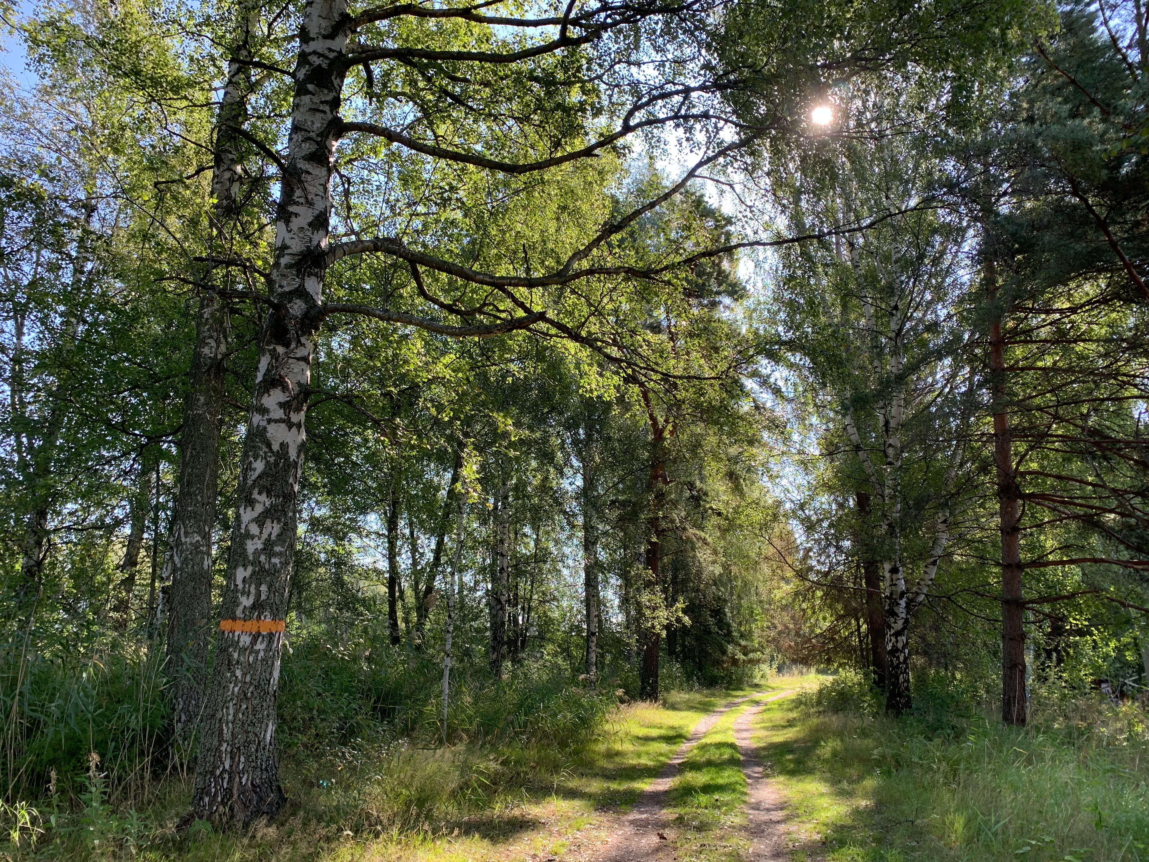 Smal skogsstig med solglimtar och en björk med orange markering.