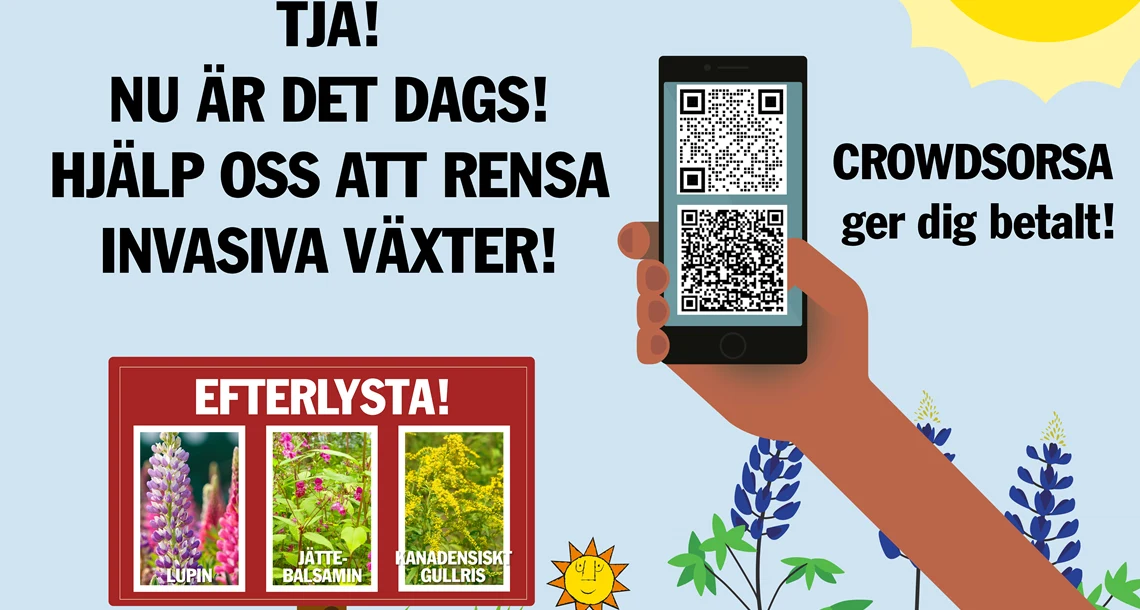 Illustration text: Nu är det dags! Hjälp oss att rensa invasiva växter! Crowdsorsa ger dig betalt. bilder på lupin, kanadensiskt gullris och jättebalsamin. QR-kod till app