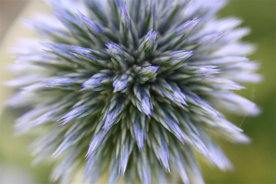 Vd Anna Lööf Falkman