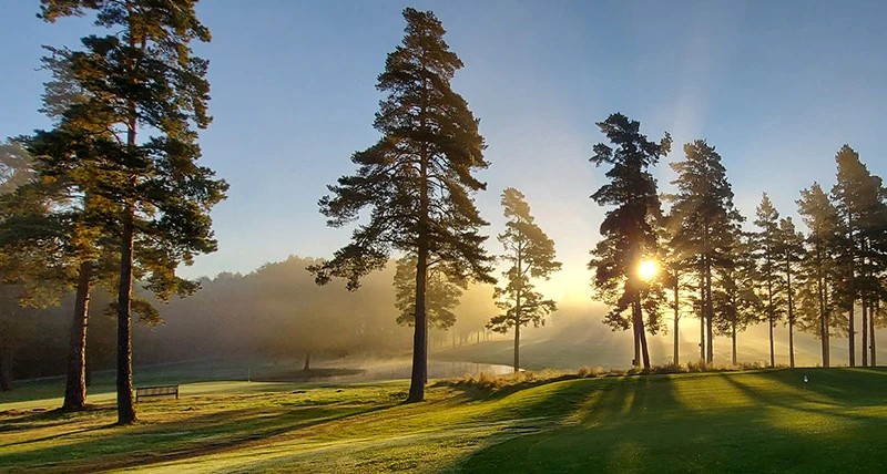En grön golfbana med omgärdande tallar i vackert motljus.
