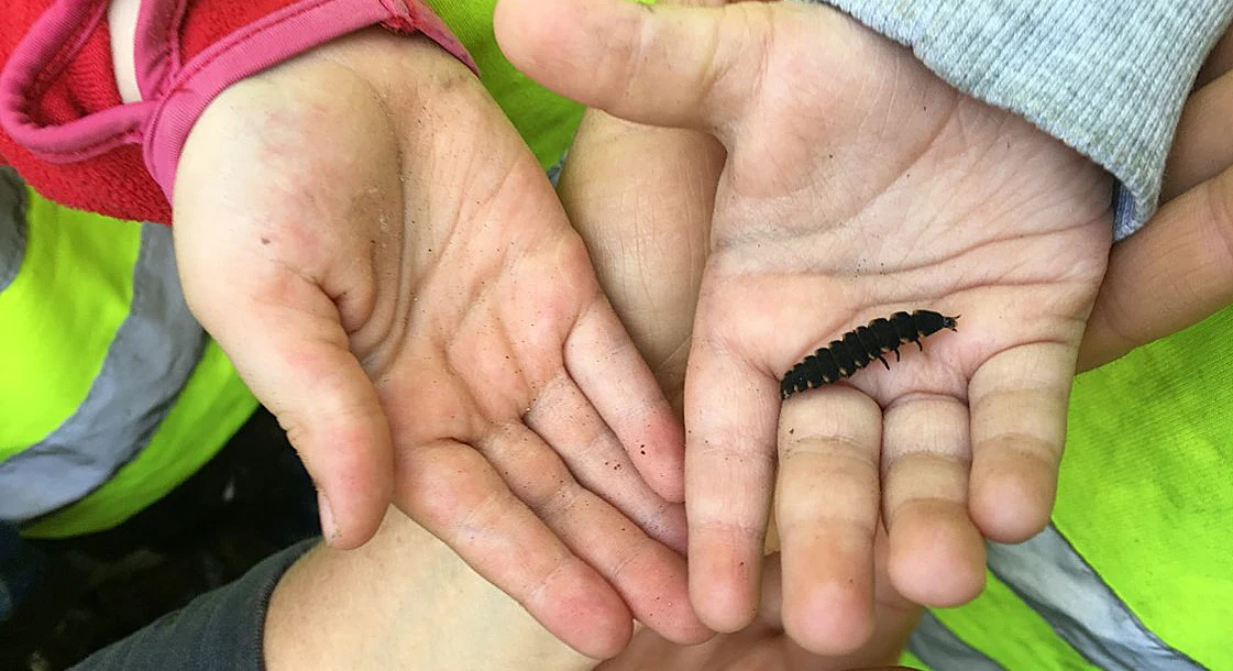 Fyra händer som håller i en larv