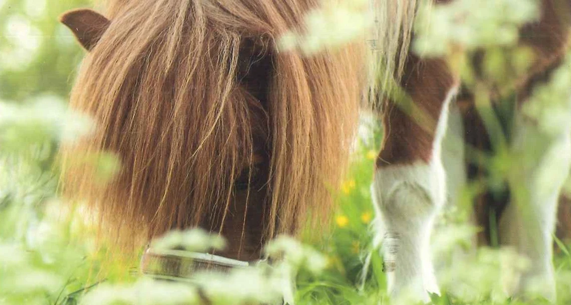 Vykort till kommunen med häst