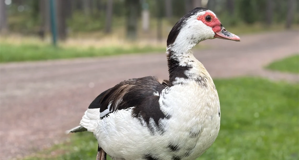 {"X":0.0,"Y":0.0225140712945591,"Width":1.0,"Height":0.74859287054409007}