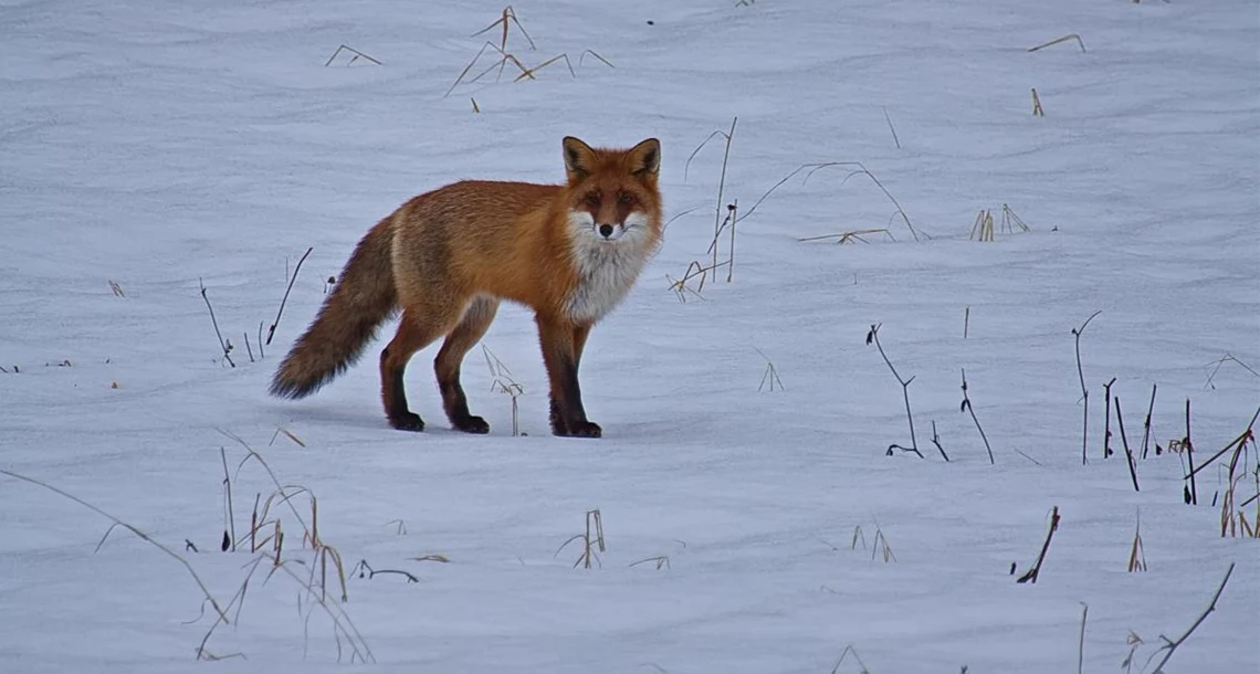 stadssiluett grafisk