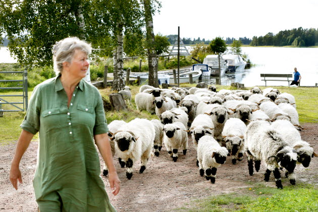 En äldre person som korsar en grusväg med får
