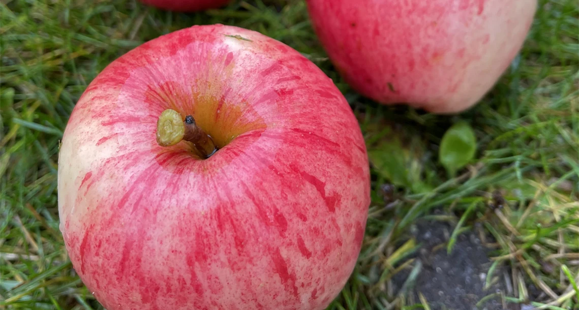 Äpplen - Värmlands paradisäpple