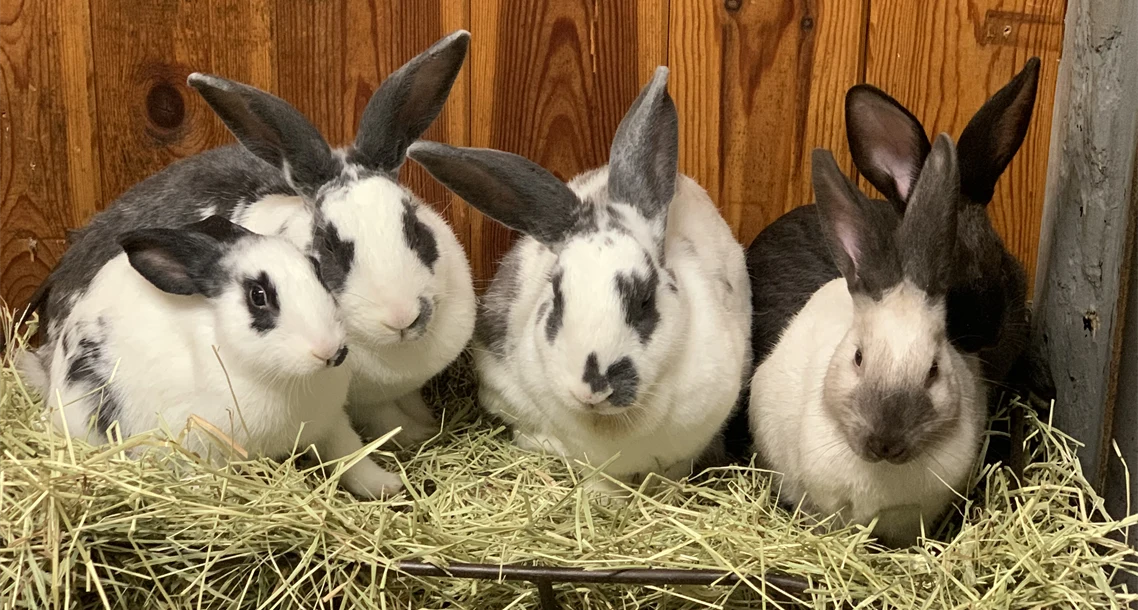 Fem kaniner i en foderhäck