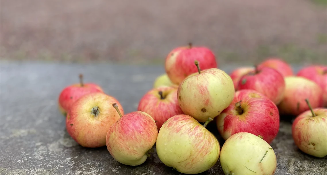 Äpplen - Gyllenkroks astrakan