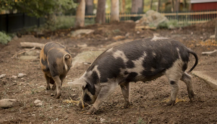 Två grisar i Mariebergsskogen