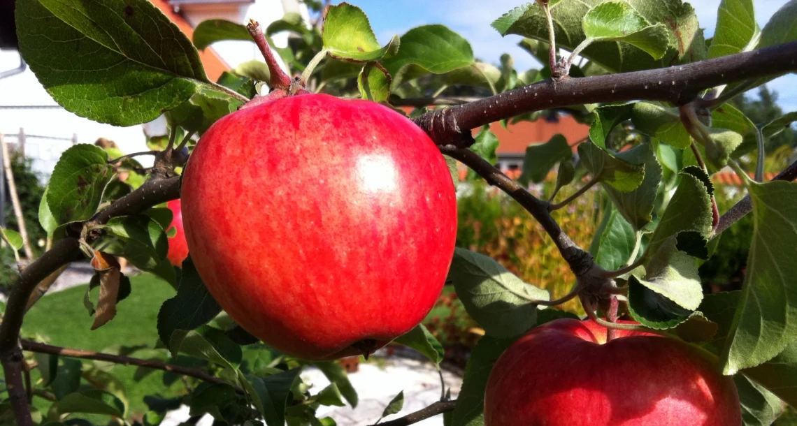Äpple