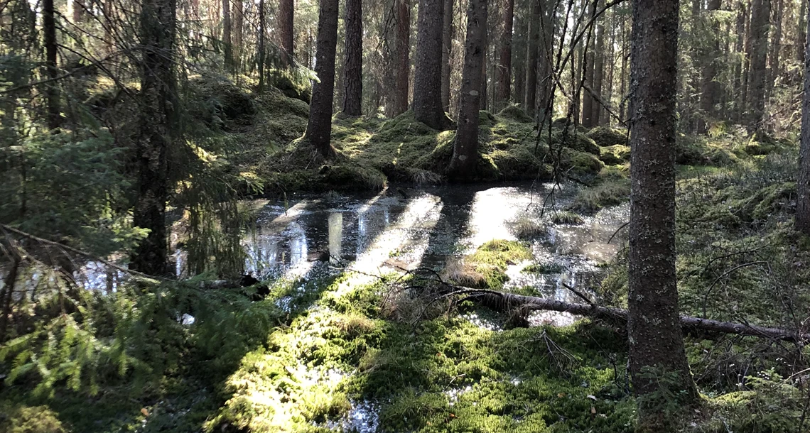Magisk liten vattenspegel i granskog