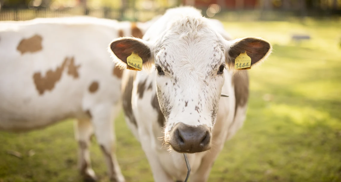 Fjällko i Lillskogen.