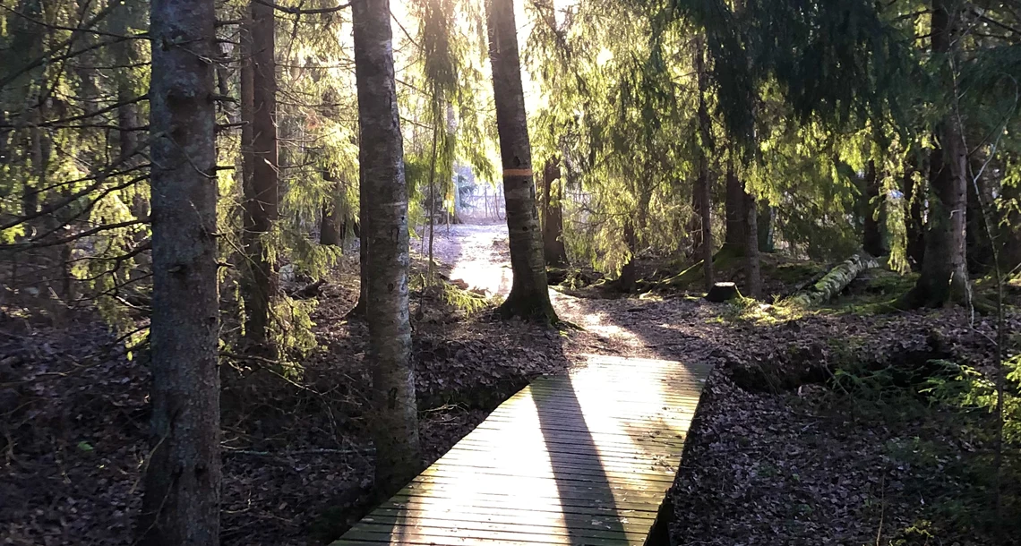 Träbro över bäck i motljus