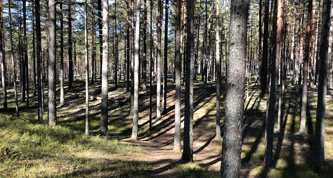 Stig genom träden i Sörmons naturreservat