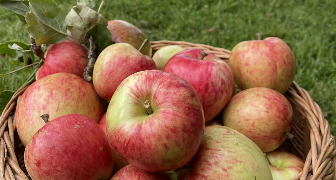 Äpplen - Sävstaholm