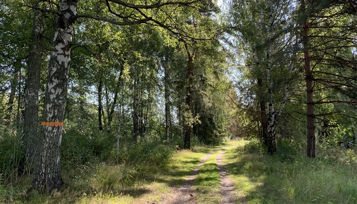 Smal skogsstig med solglimtar och en björk med orange markering.