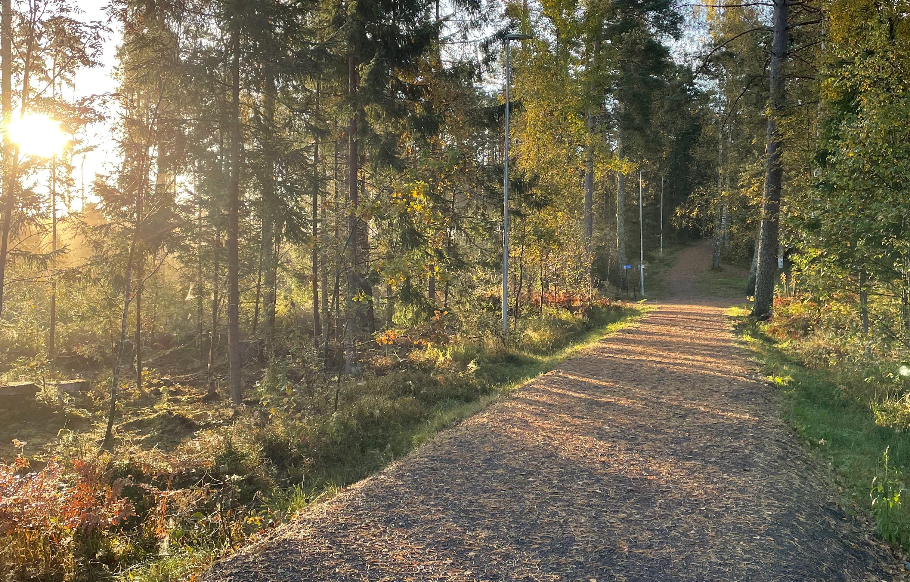 Stig i skog