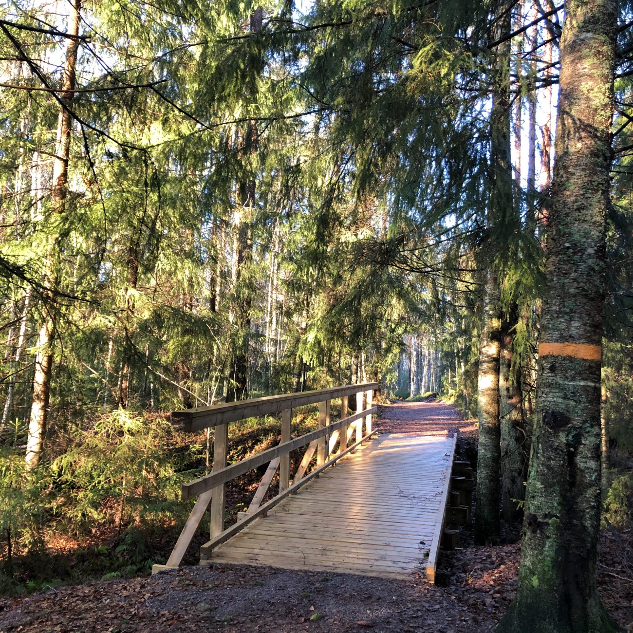 Tillgänglighetsanpassad träbro över en bäck i skogen