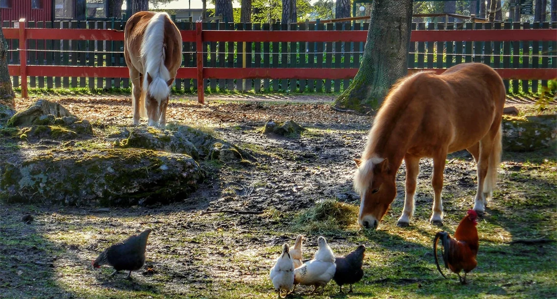 Två hästar i Lillskogen 