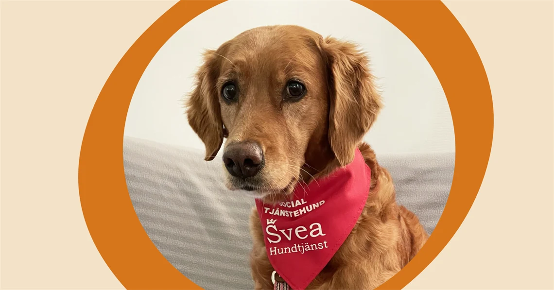 Bild på en läshund