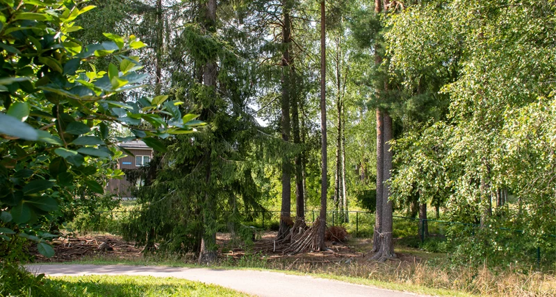 Klasmossens förskola skog