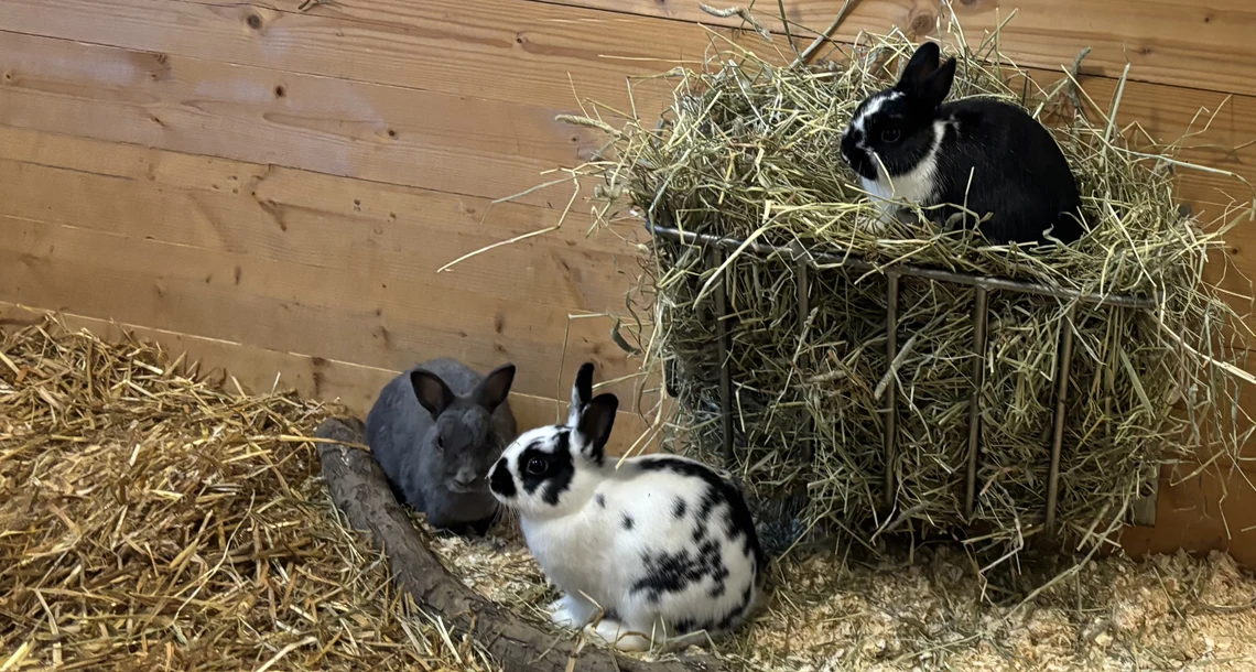 Tre hermelinkaniner i Lillskogen, Mariebergsskogen