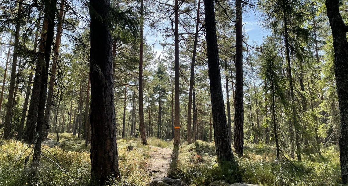 Solbelyst skog
