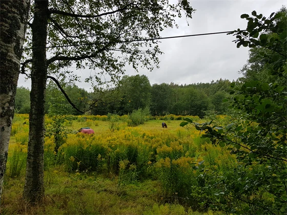 Hage med stora mängder kanadensiskt gullris