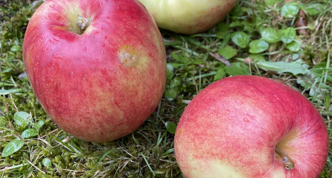 Äpplen - Gravensteiner