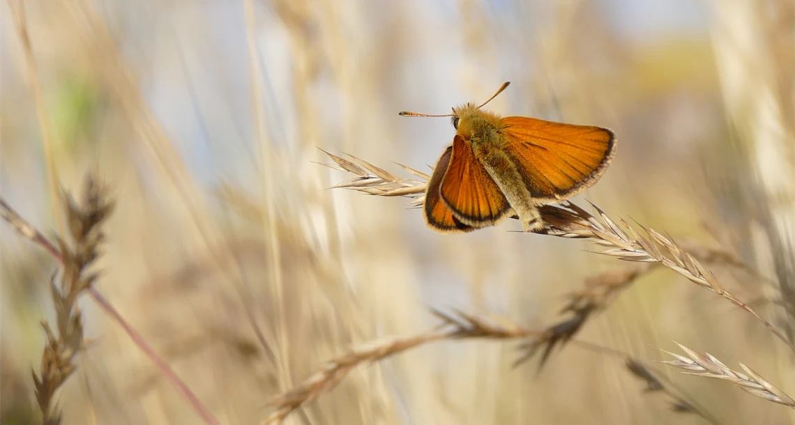 Organge fjäril på ett strå. 
