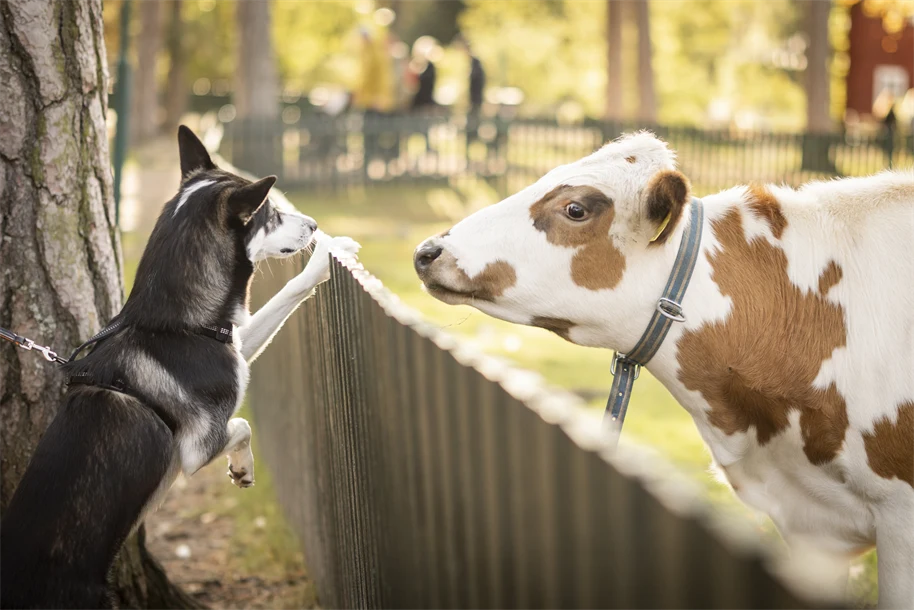 En hund och en ko möts över ett staket. 