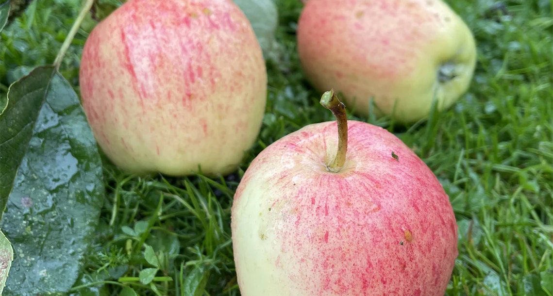 Äpplen - Åkerö