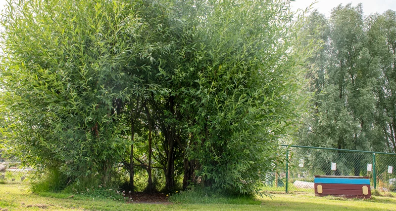 Kroppkärrs förskola buskage