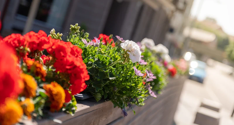 närbild av färgglada blommor i en plantering