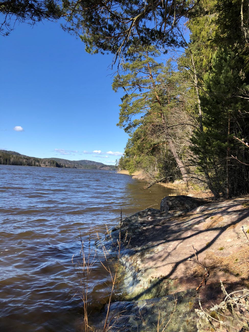 Strandkant vid tallskog
