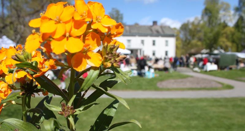 Brandgul blomma i förgrunden med herrgård och herrgårdsparken som fond.