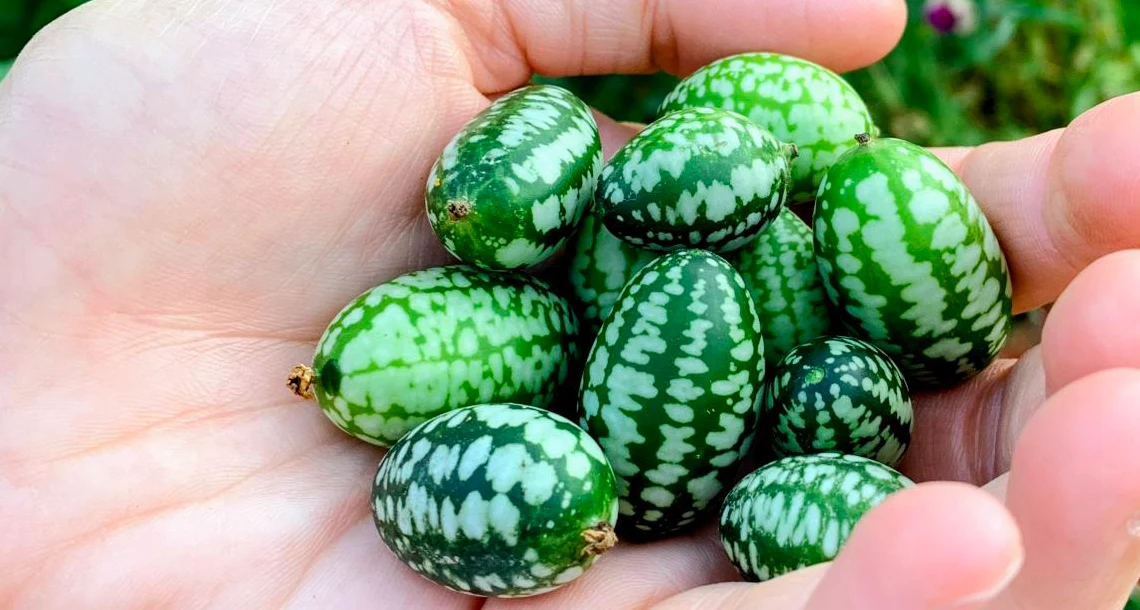 En hand full med stora, gröna fröer