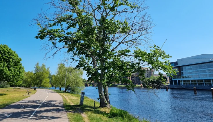 En alm som är drabbad av almsjukan.