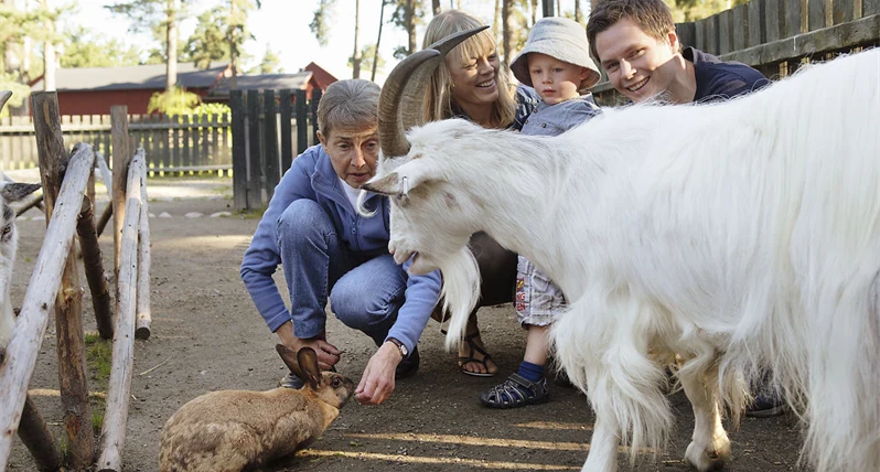 Get och kanin i möte 