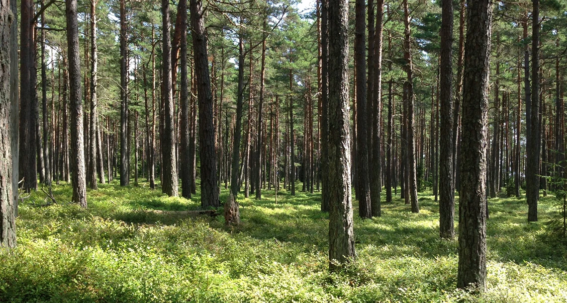 Grönskande skog med tallar