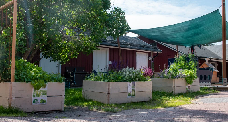 Morkullans förskola odling