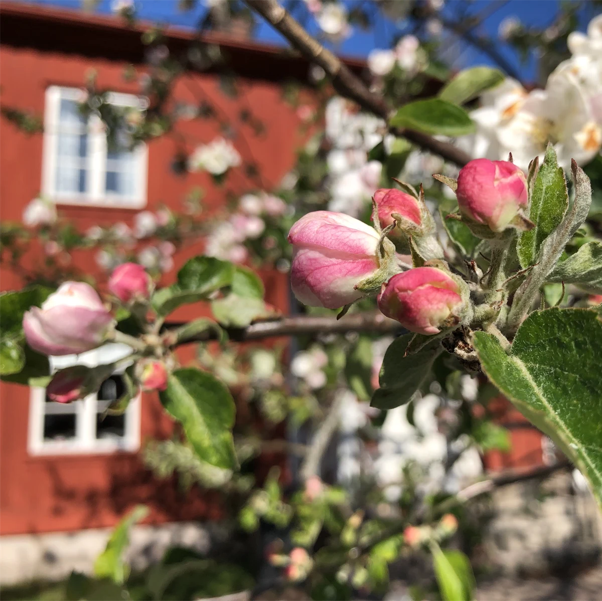 Blommande äppelträd framför röd flygelbyggnad