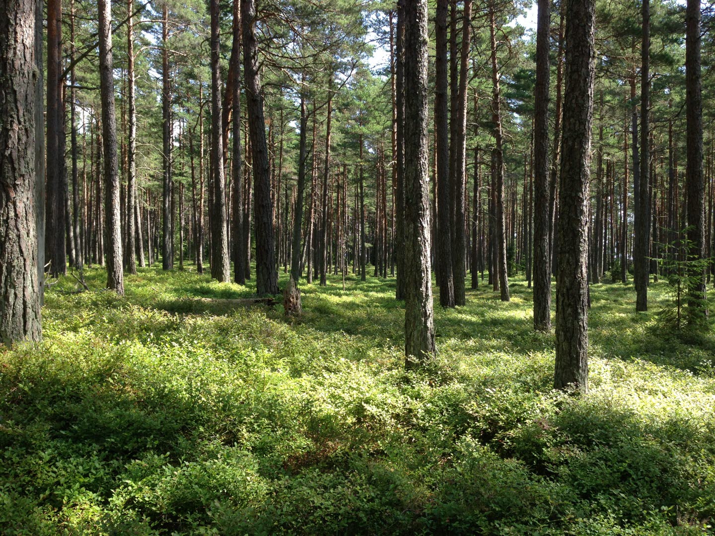 Skog vid Segerstads skärgård